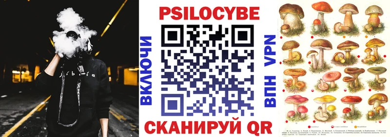 как найти закладки Высоковск Псилоцибиновые грибы Psilocybe